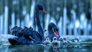 Mother swan babies pond reeds - wildlife photography free wallpaper for desktop