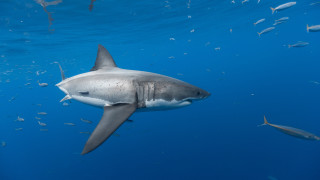 Large shark ocean fish precisionism - sharp high detail free wallpaper