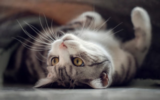 Cat back floor paws eyes - its paw free wallpaper