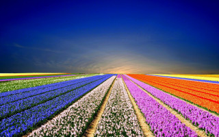 Flower field sky clouds fence - a field of flowers free wallpaper