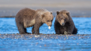 Bears lake fish shore outdoors - two bear free wallpaper