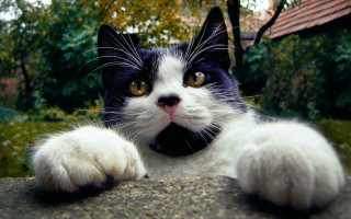 Black white cat yellow eyes 19 - a house in the background free wallpaper
