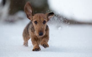 Small brown dog running snow 2 - a blurry background of trees and bushes free wallpaper