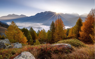 Mountain sunburst autumn leaves forest - below free wallpaper