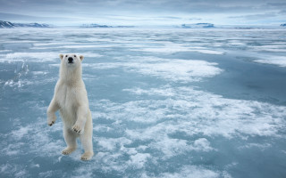 Polar bear frozen lake mountains - a polar bear free wallpaper