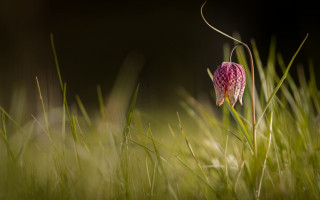 Pink flower checkered grass blurry - winning free wallpaper for desktop