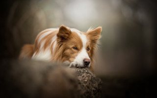 Shiba inu dog rock looking - a stock photo free wallpaper
