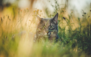 Cat surprised in grass nature - andor basch free wallpaper