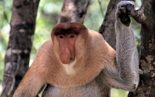 Brown monkey tree reach out - alex petruk ape free wallpaper