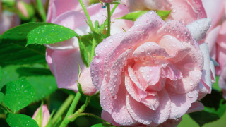 Pink rose water droplets macro 7 - a pink rose free wallpaper