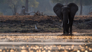 Elephant water bird autumn river - an elephant free wallpaper