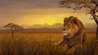 Lion running tallgrass tree sunset - tall grass free wallpaper