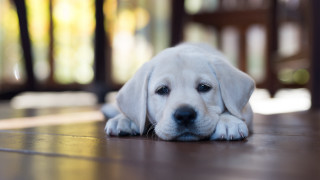 White puppy blurry depthofield adorable - his head on free wallpaper