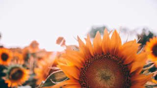 Large sunflower sunset autumn fireworks - a field of sunflowers free wallpaper