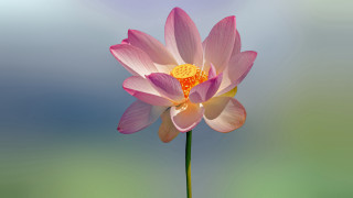 Pink flower yellow center blue 3 - a blue sky background behind free wallpaper