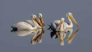Three white pelicans reflections water - the water together free wallpaper