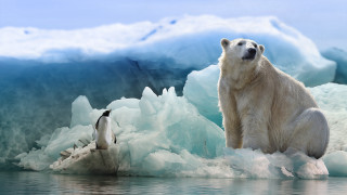 Polar bear rock water penguin - nearby free wallpaper