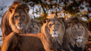Lions rock forest focus blurry - a forest area free wallpaper