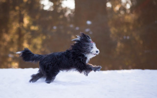 Dog running snow tongue blurry - tongue free wallpaper