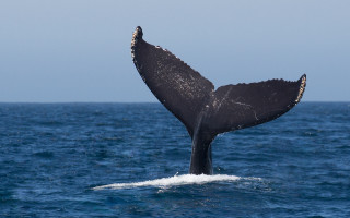 Whale tail ocean sky puzzle - a whale tail flup free wallpaper