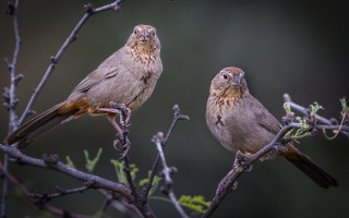 Birds branch leaves sword animals - the other free wallpaper
