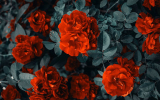 Red flowers bush night leaves - ann thetis blacker free wallpaper