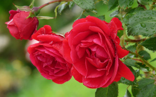 Red rose water droplets green - anne dunn free wallpaper