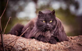 Black cat rock tree portrait - a black cat free wallpaper