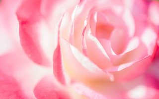 Pink rose white petal green - white petal free wallpaper