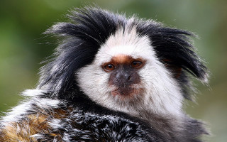 Monkey closeup blurry background primivitism - a close up of a monkey with free wallpaper