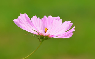 Pink lily green background yellow - chang daichien free wallpaper