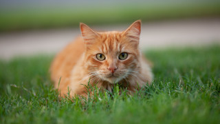 Cat grass sad eyes outdoors - grass free wallpaper