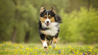 Dog flower field autumn motion - the background and a blurry background free wallpaper