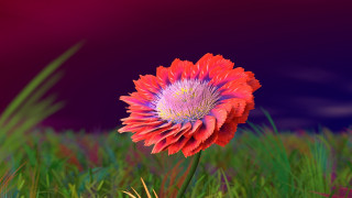 Red flower grassy field purple - c4d free wallpaper