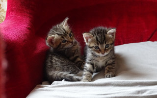 Two kittens red chair white - corneille free wallpaper