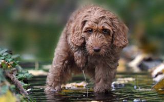 Wet dog puddle leaves bush - a puddle of water free wallpaper