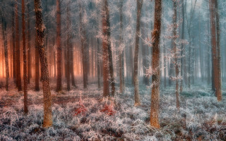 Snowy forest frosted trees matte - grass and trees free wallpaper