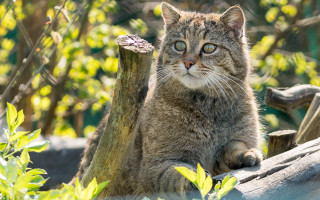 Sad cat forest log animal - a sad look free wallpaper