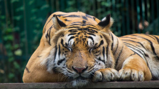 Tiger laying wooden platform zoo - a tiger free wallpaper