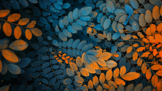 Leaves branch blue sky autumn - a yellow light free wallpaper