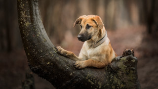 Dog sitting tree branch sad - his face free wallpaper