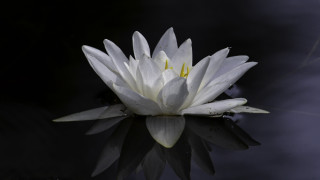 White flower floating black surface - a black surface free wallpaper