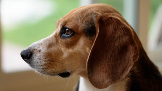 Dog looking out window blurry - a blurry background of trees and grass free wallpaper