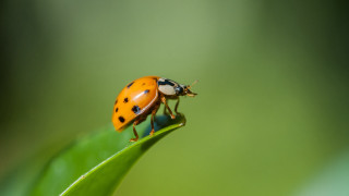 Ladybug green leaf sunny macro - a green leaf free wallpaper