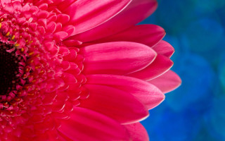 Pink flower blue background macro 3 - elizabeth murray free wallpaper