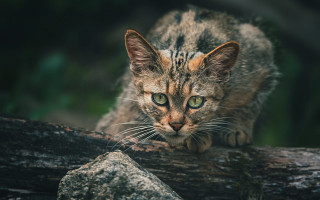 Cat surprised branch nature blurry - look free wallpaper for desktop