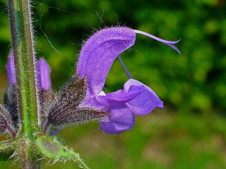 Purple flower green background blurry 2 - free nature wallpaper