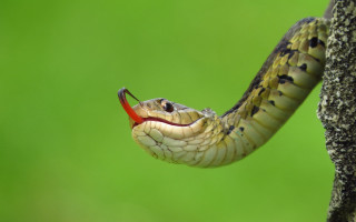 Snake cobra illustration green background - a red tongue free wallpaper