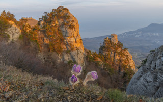 Purple flowers rocky hillside mountains - andrey ryabovichev free wallpaper