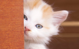 Kitten peeking wooden door blue 2 - a small kitten free wallpaper